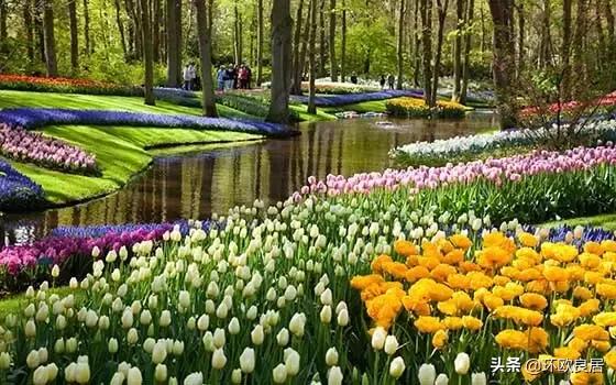 错过郁金香的阿姆斯特丹,荷兰赏花景点推荐