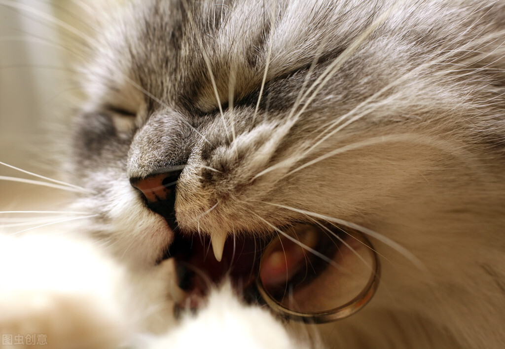 猫的嘴巴肿了怎么办,猫的嘴巴里面烂了怎么办