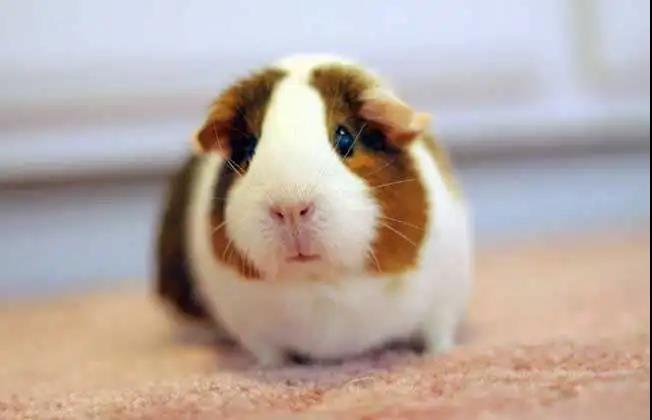 荷兰猪和金丝熊龙猫混养,荷兰猪金丝熊龙猫区别