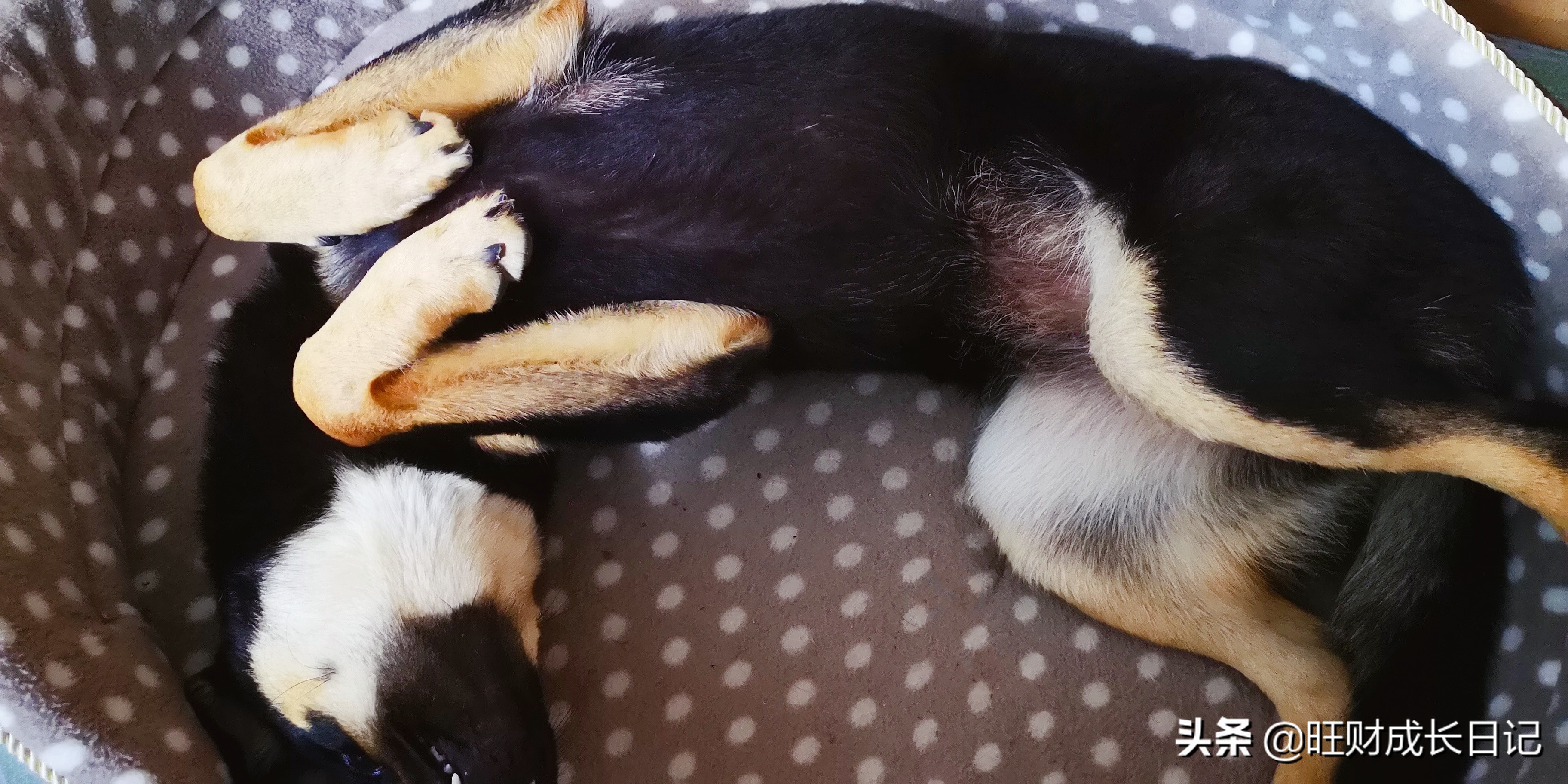 狗狗翻肚皮什么意思,如何让狗狗翻肚皮