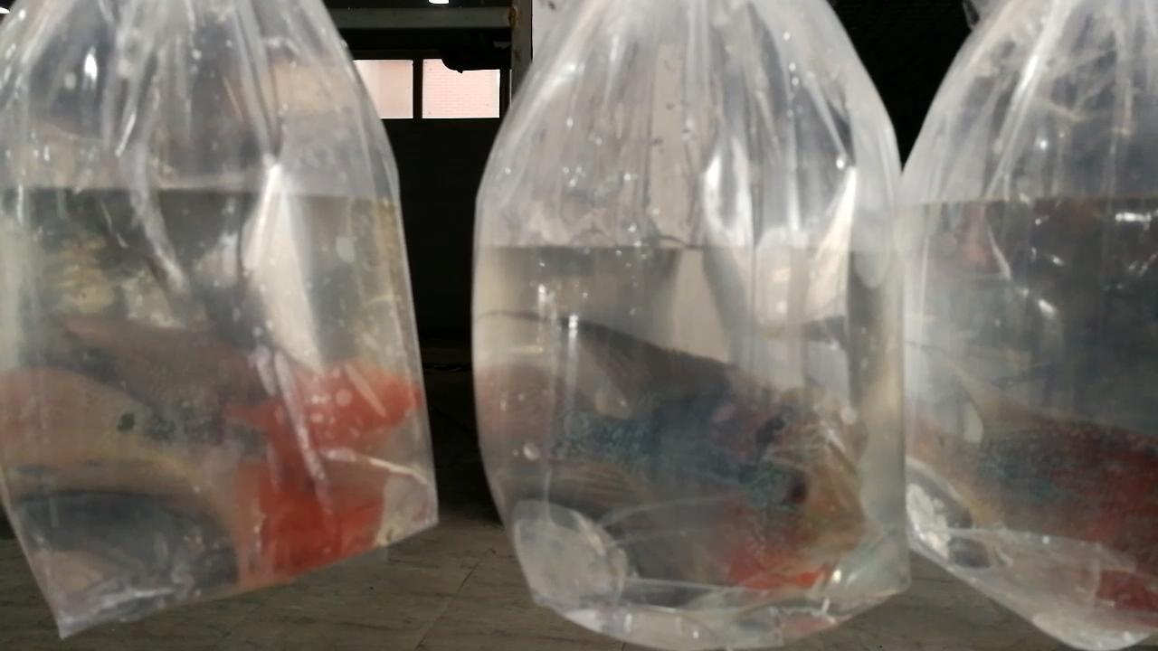 淡水水族馆观赏鱼市场,废弃花鸟市场捡漏观赏鱼