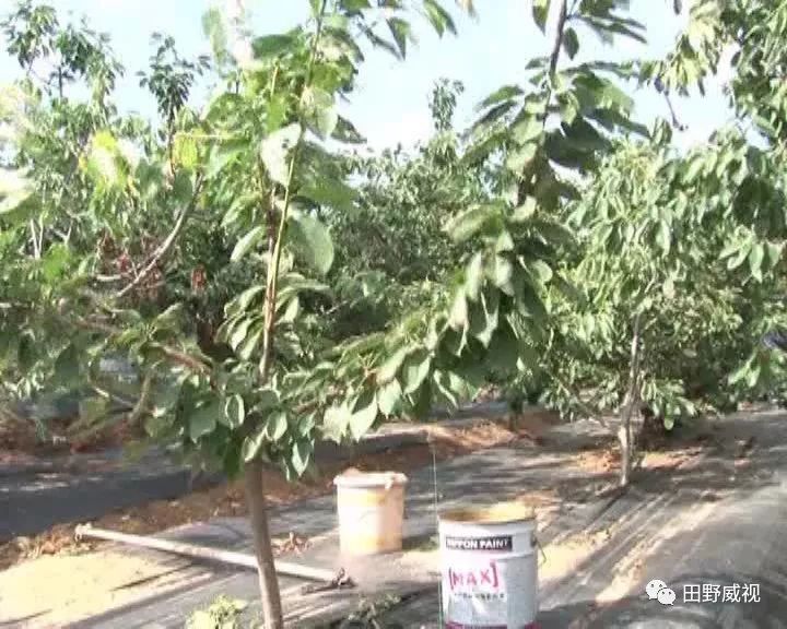 大樱桃防治果蝇用什么药害,大樱桃树夏天果蝇怎样防治