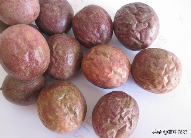 吃剩的百香果种下去能发芽吗,百香果挖出来后怎么做好吃