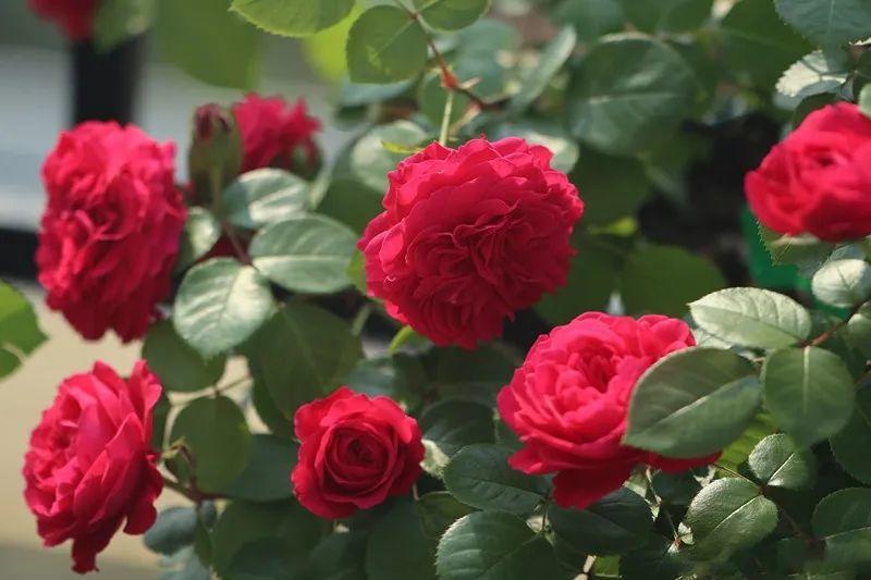 20种必买月季品种图片,网购月季有哪些品种好活