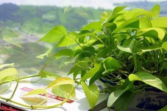 刚买的绿萝叶子黄了要怎么处理,刚买回来的绿萝老烂根怎么办