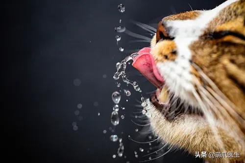 猫在被子里憋死,猫在体内就憋死了