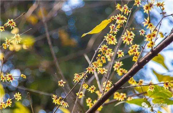 泸州的腊梅花在什么地方,泸州腊梅花观赏