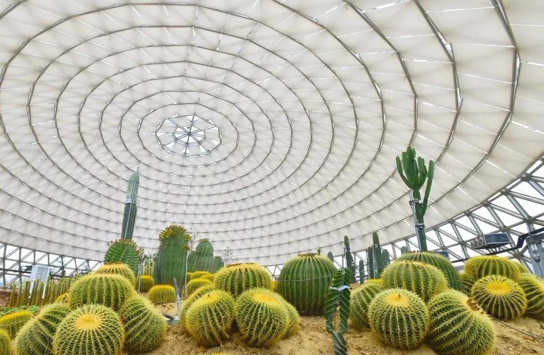 藏不住了！国庆苏州这片花海美哭了！大人小孩玩到不想走