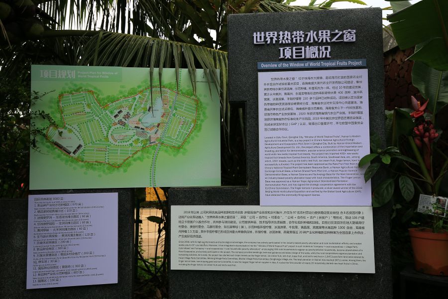 海南黄金百香果纯甜无酸,冰淇淋果图片和营养价值