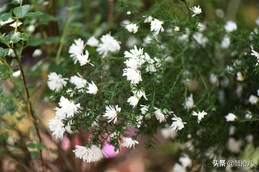 扶不起的绿植,扶不起的绿植视频