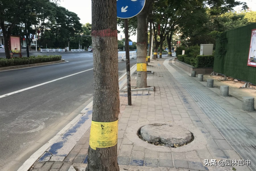 草履蚧防治月份,草履蚧壳虫防治