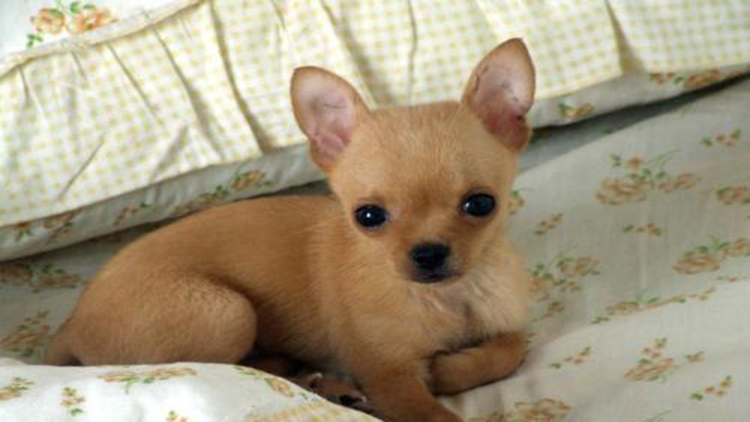 吉娃娃最好的状态,吉娃娃顶端优势