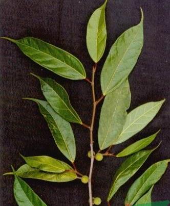 整合——28种青草药,赶快收藏备用!