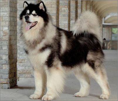 新手养狗阿拉斯加适合吗,阿拉斯加从小到大的饲养方式教程