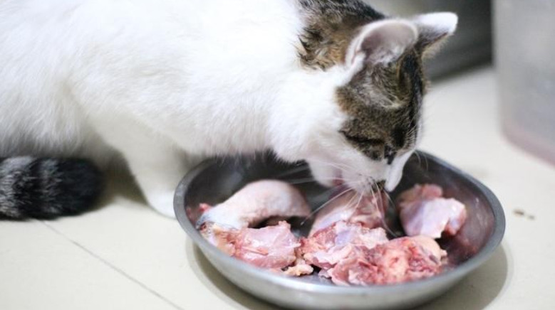 猫吃生骨肉注意事项,猫咪吃生骨肉要注意什么