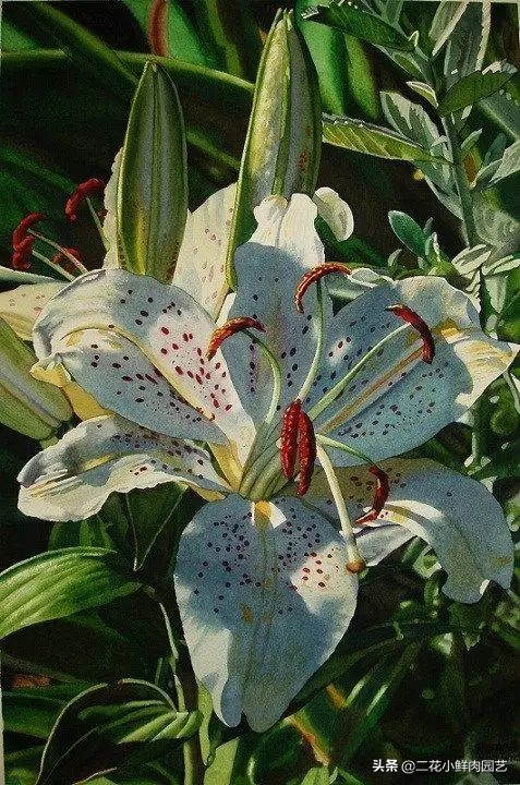 100种花卉绘画,100多张花卉线描手稿素材赶快收藏