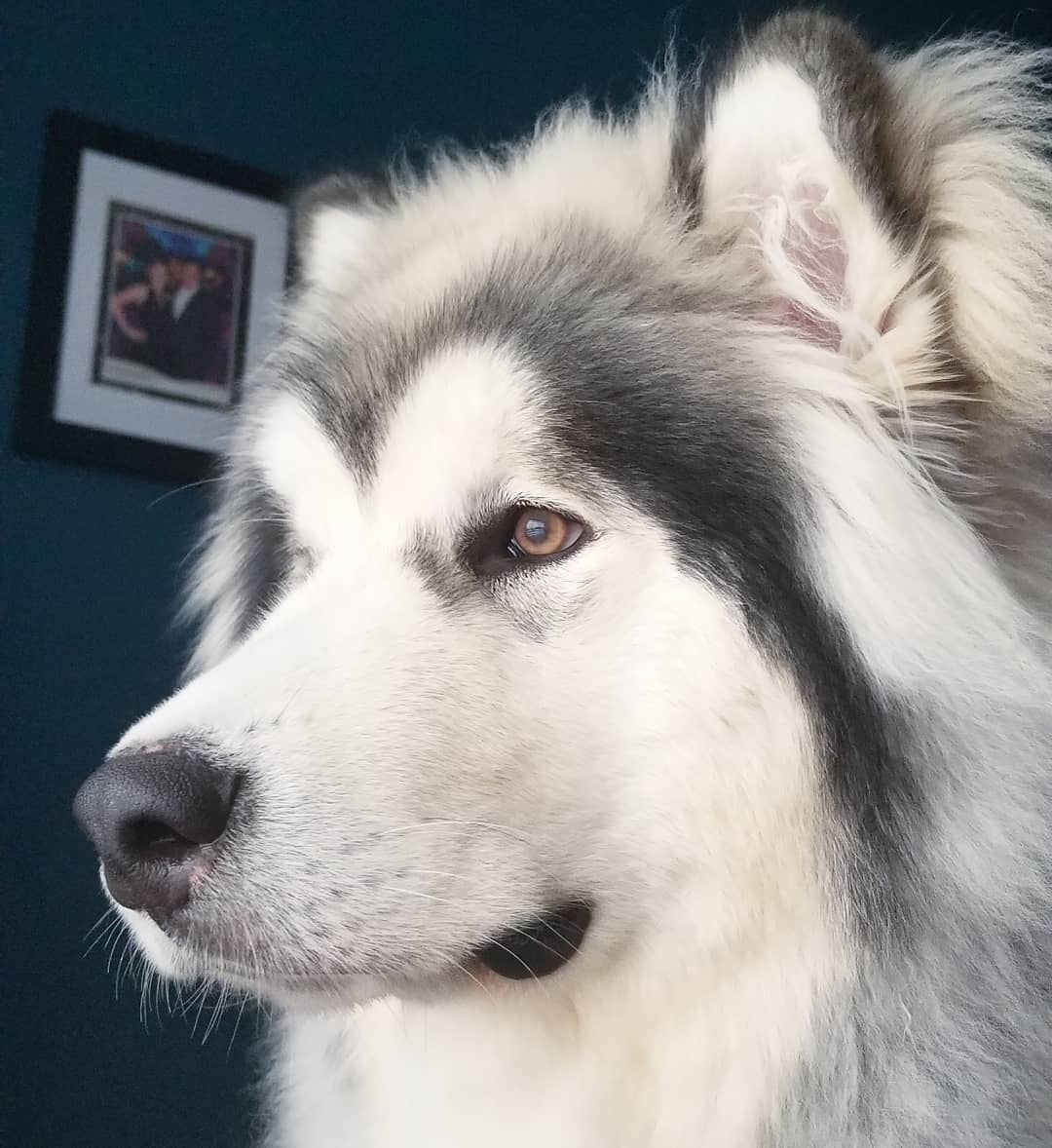 狗狗容易得的几种皮肤病,狗狗常见的皮肤病怎么简单的治疗