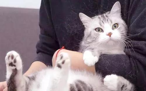 新手养猫第一天猫咪害怕怎么办,新手铲屎官养猫知识