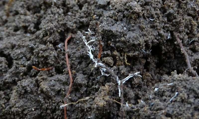 磷元素最好的来源,磷元素在生物中的作用