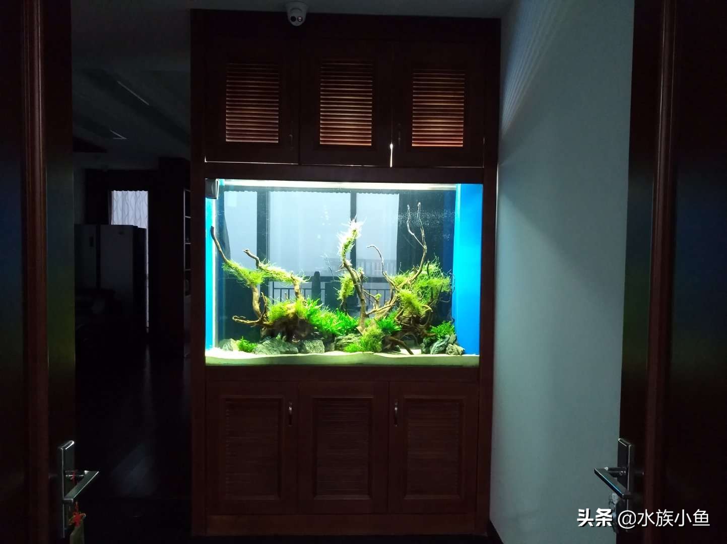 观赏鱼寻找技巧,观赏鱼用什么办法最容易抓到