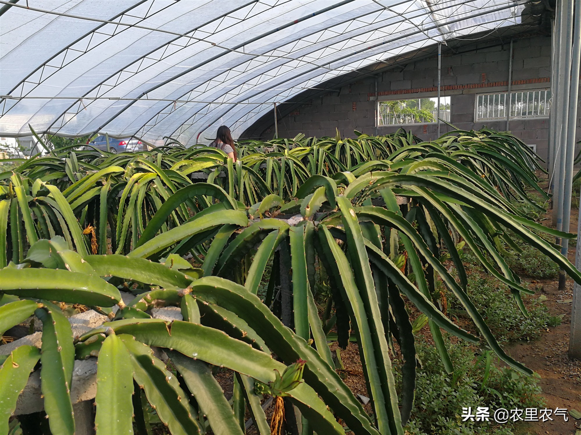 关于农业种植火龙果,火龙果的丰收方法