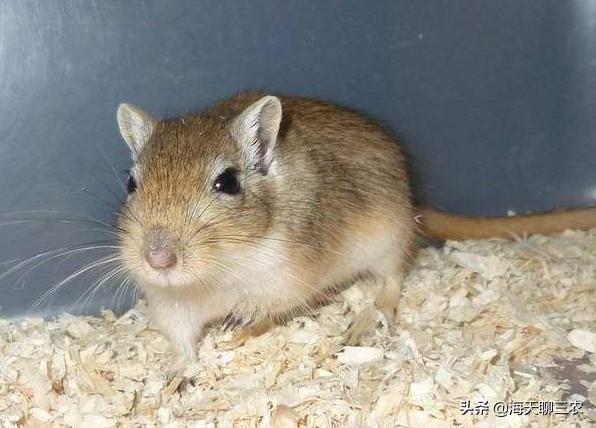 仓鼠养殖技术讲解,仓鼠养殖技术大全教程