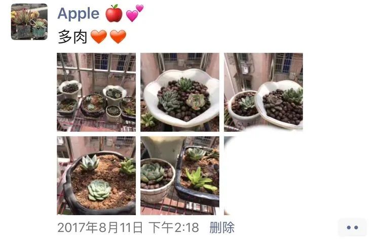 多肉成长记观察记录怎么写,多肉成长记录观察展板