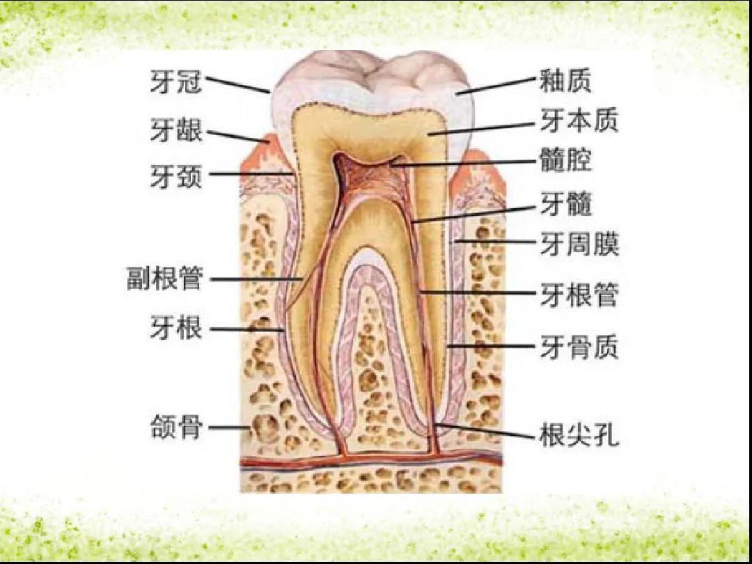 口腔卫生保健讲座第三讲牙菌斑及牙结石