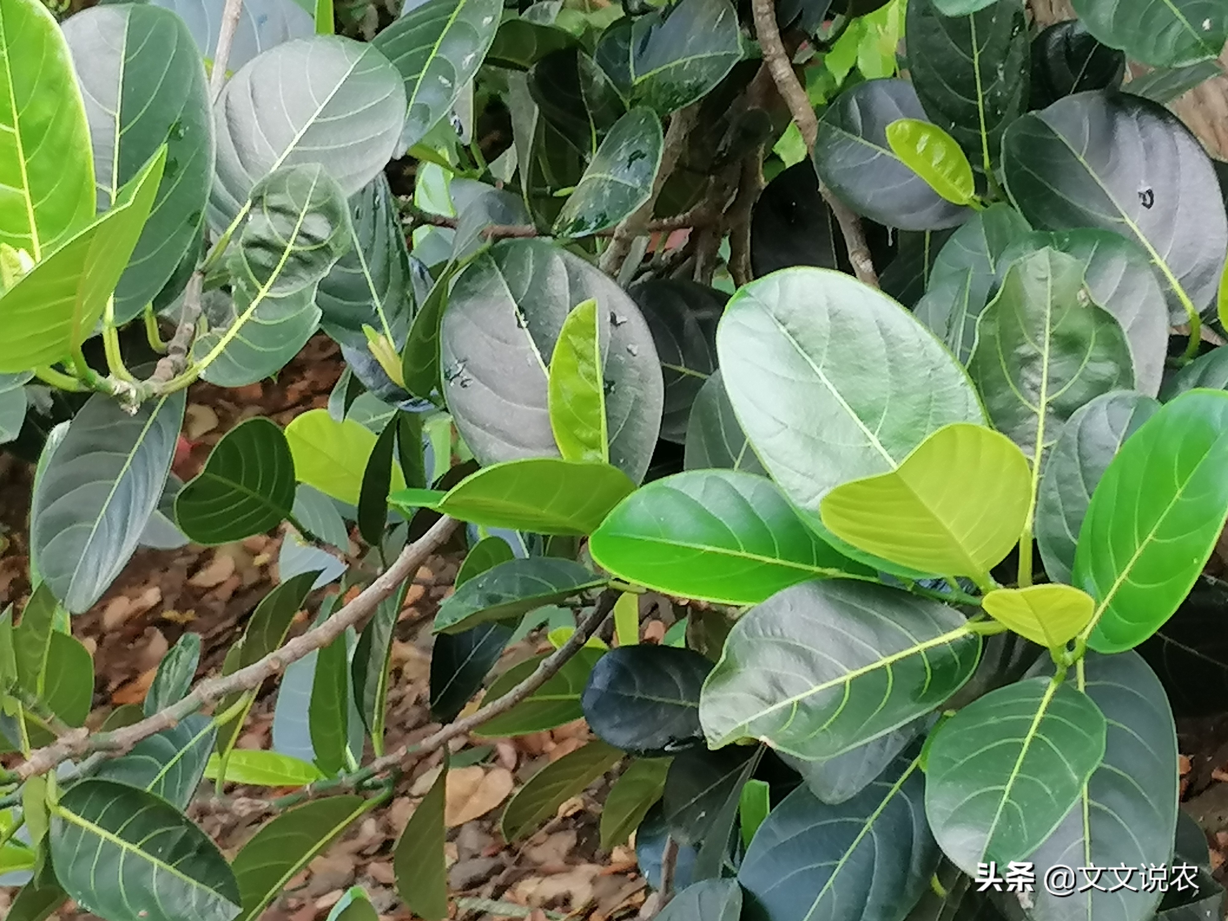 树菠萝不开花怎么回事,大树菠萝剪枝正确方法