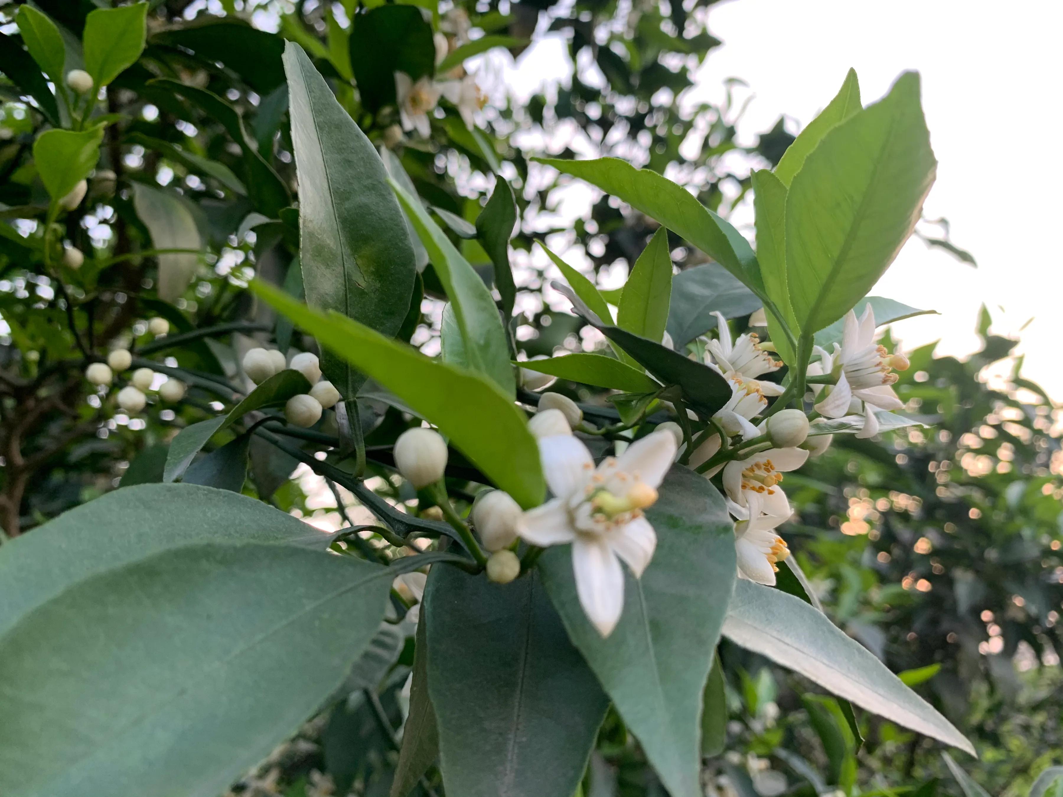 柑橘流胶病和树脂病的区别,柑橘溃疡病树脂病用什么杀菌剂
