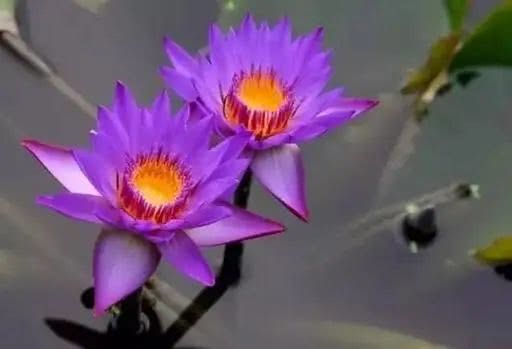 十大最贵的玫瑰花品种,世界上十大鲜花排名图片