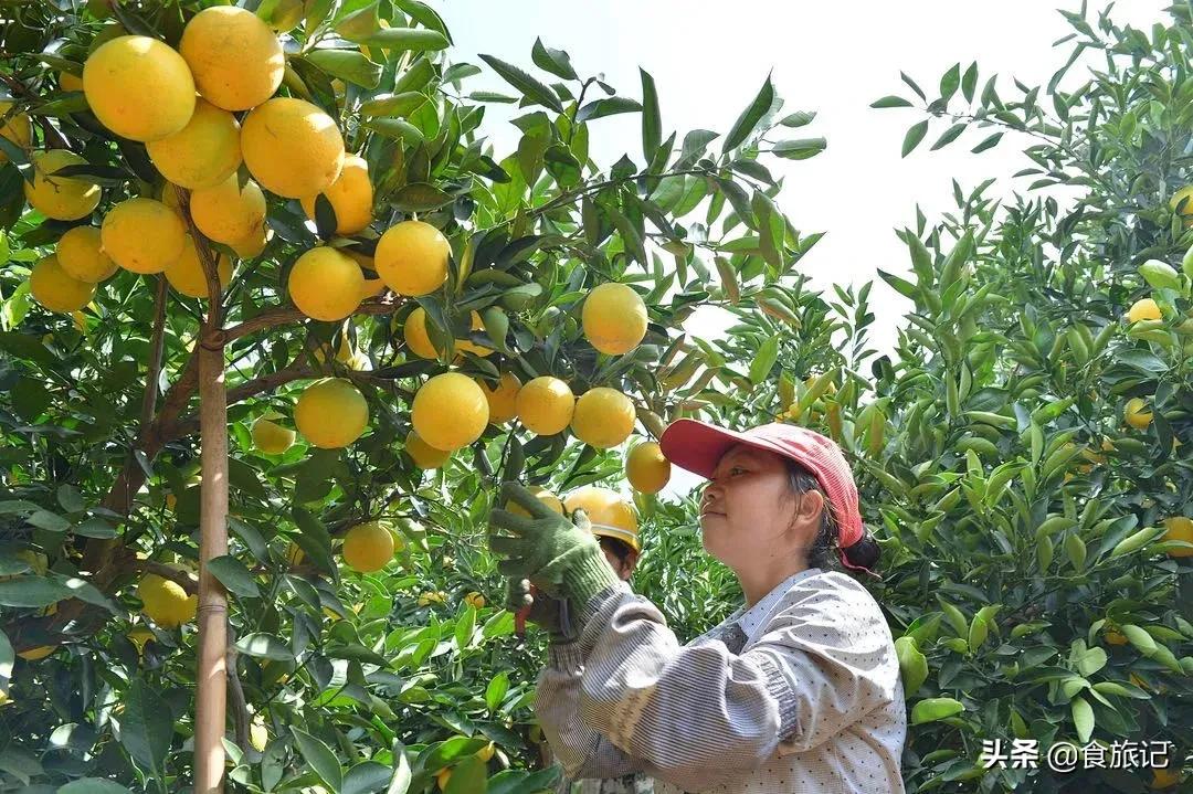 褚橙属于柑类吗,褚橙什么时间成熟