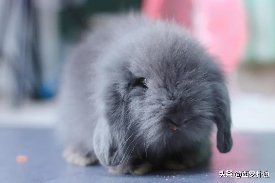 西安有哪些可以撸兔子的店,西安撸兔子的店