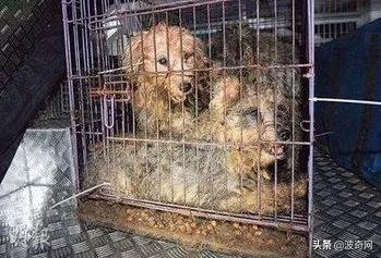 繁殖犬被割去声带,繁殖犬子宫脱落被丢弃