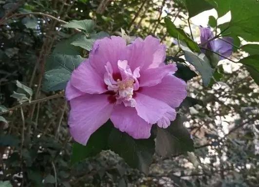 清新的花可以做什么菜,做菜点缀可食用的花