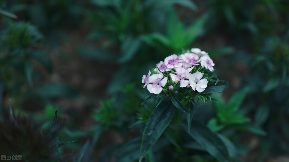 说说双子座最讨厌的星座是什么,双子座讨厌你会彻底删微信吗