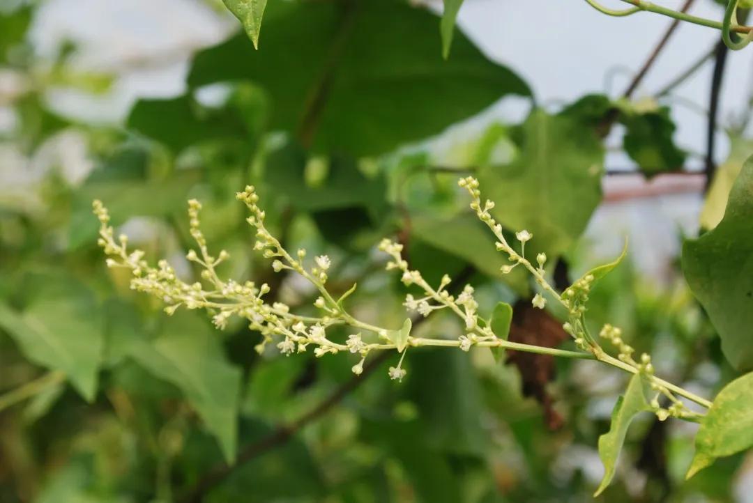 硬核整理!高清中药教材原植物彩*图色**谱(四期)