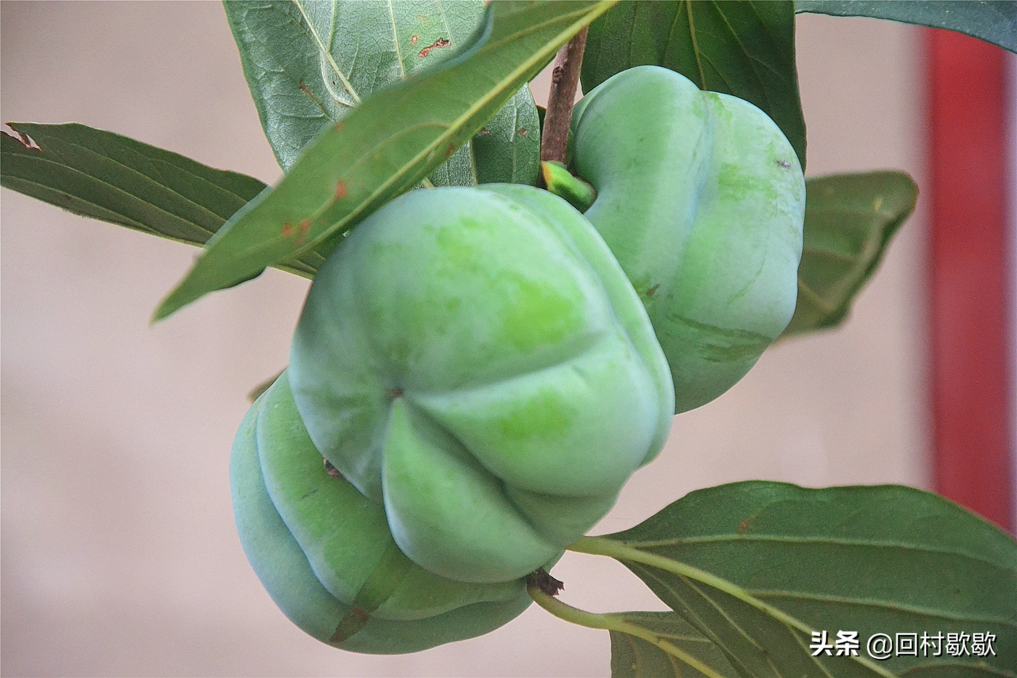 父亲老家寄过来土特产,爸爸从山区寄来的食品