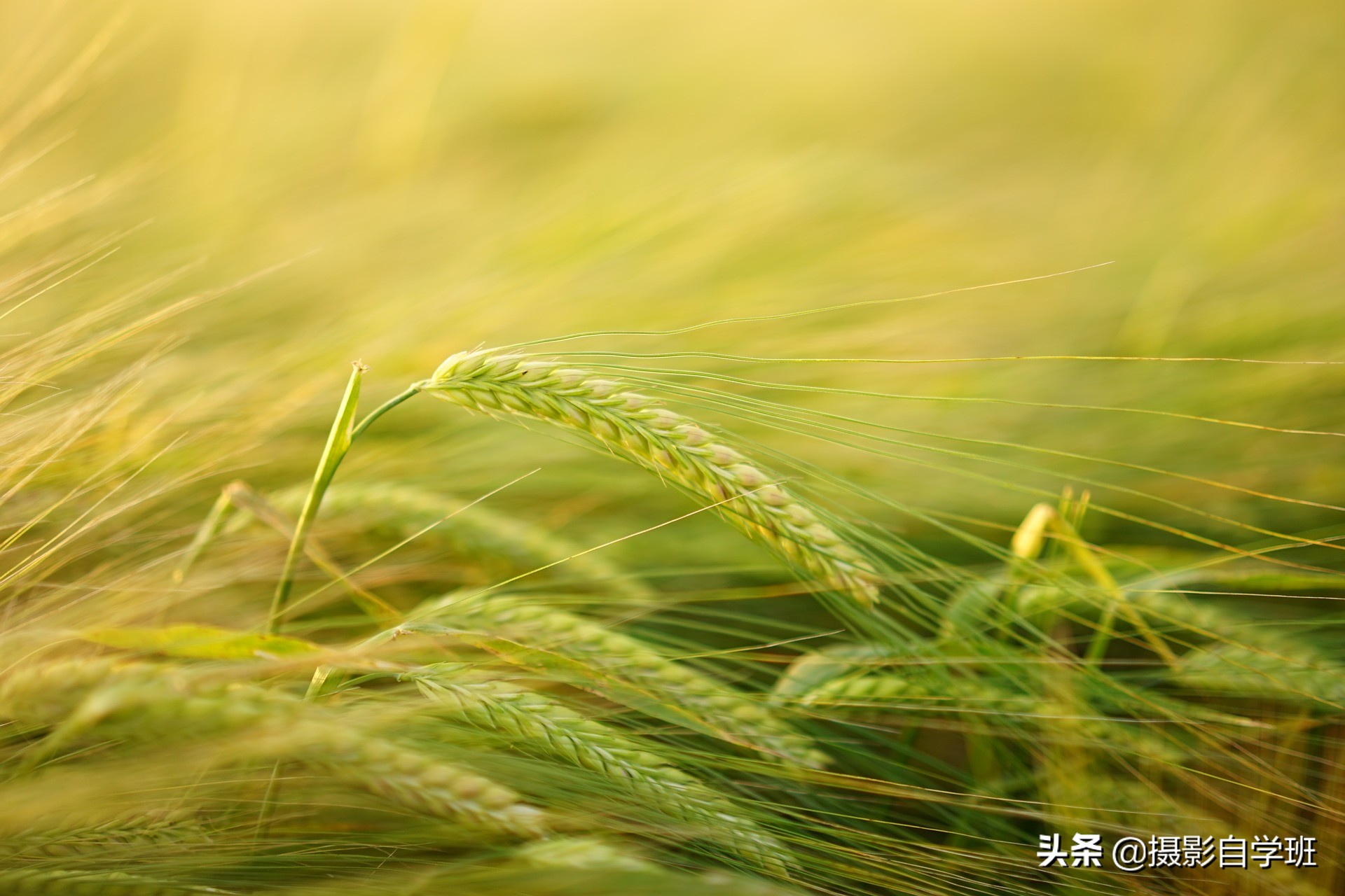 怎么拍出有质感的植物,如何拍出植物特别绿