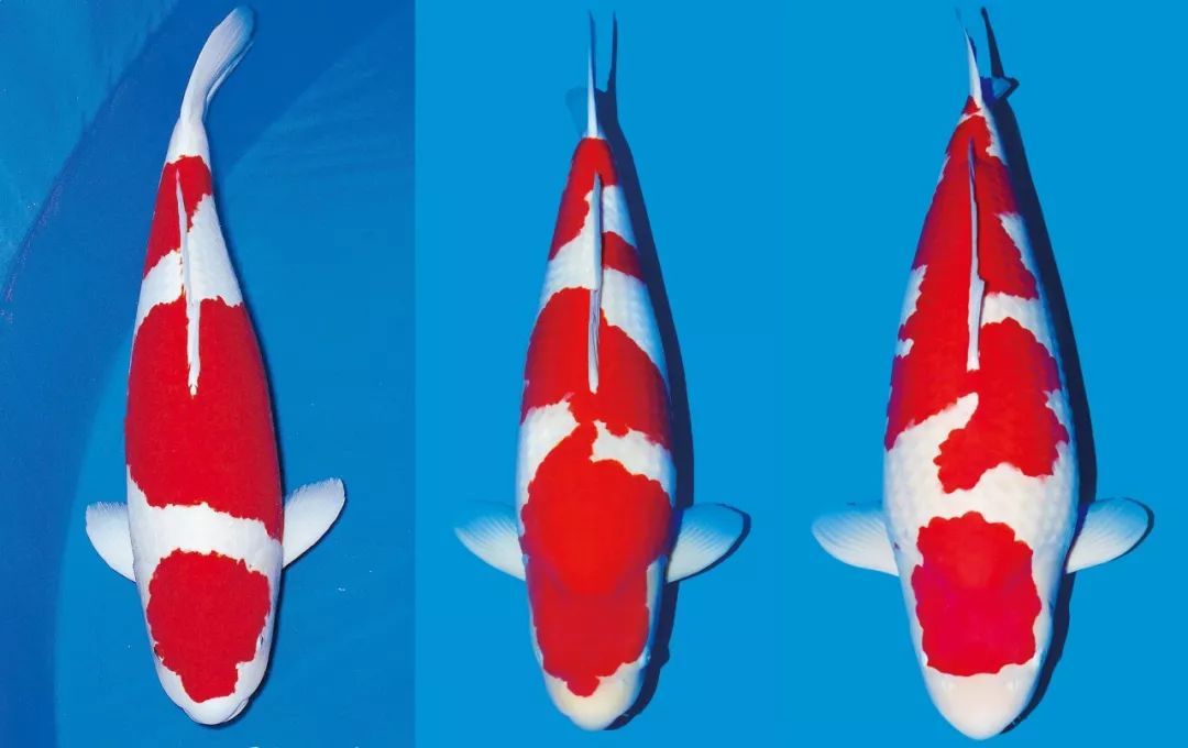 锦鲤如何喂食和喂量,锦鲤怎么喂食才能更肥