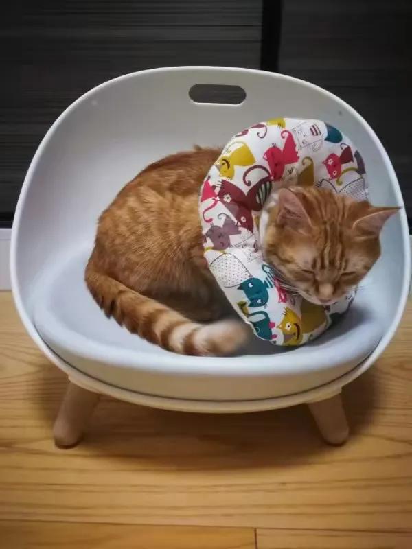 从小养的橘猫还会有野性吗,养橘猫的都是什么人