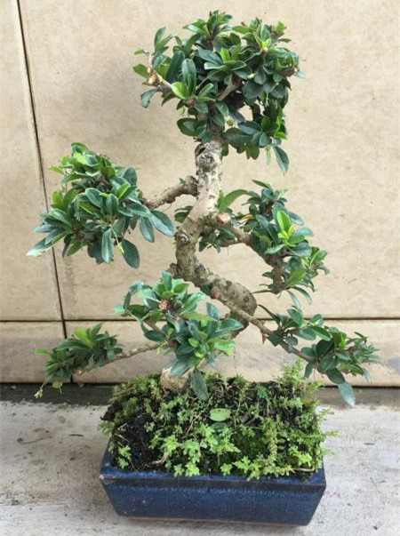 苹果盆景修剪技巧图解,新手也能学会的修剪盆景技巧