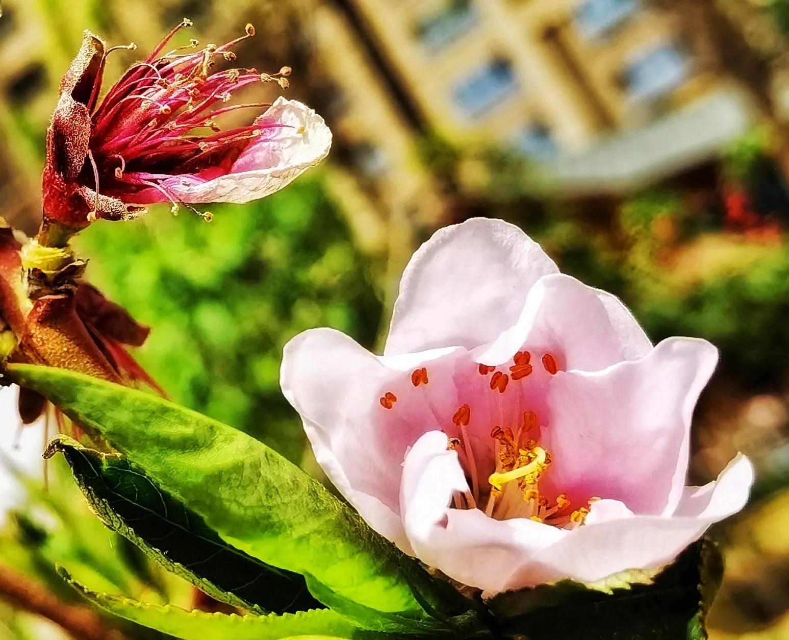 兰州碧桂园凤苑农家乐,兰州凤园农场