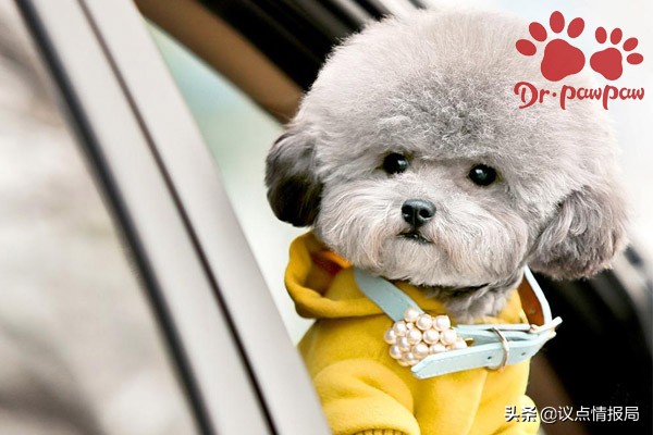 狗狗被车压了双腿怎么解决,狗狗被车压了有一只前腿不敢落地