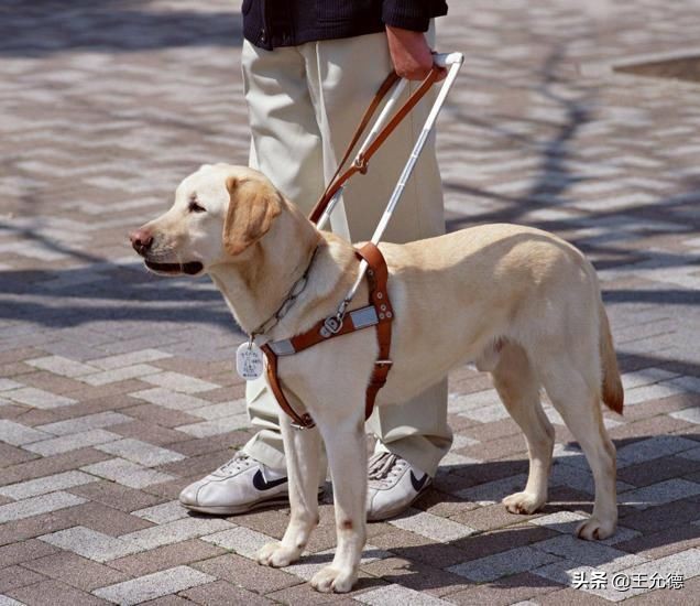 拉布拉多犬的饲养技巧和注意事项,拉布拉多犬是怎么样的狗