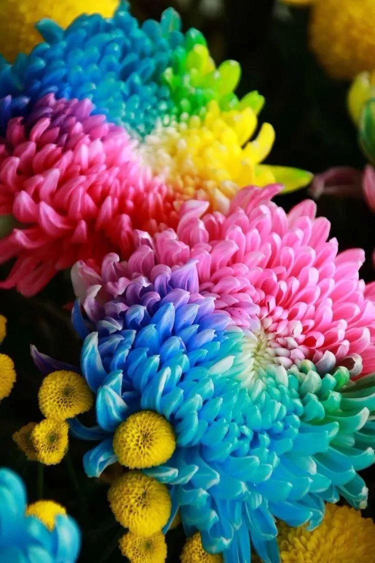 花中四君子菊花,花中四君子菊花的简介