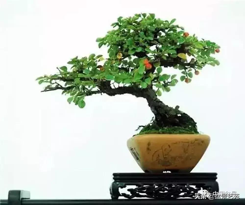 推荐36种好养的盆景植物,茶桌上养什么盆景植物