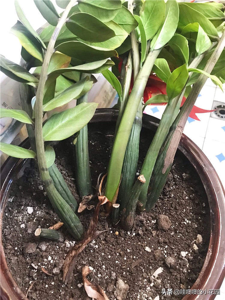 金钱树往下趴要怎么弄,金钱树倒伏