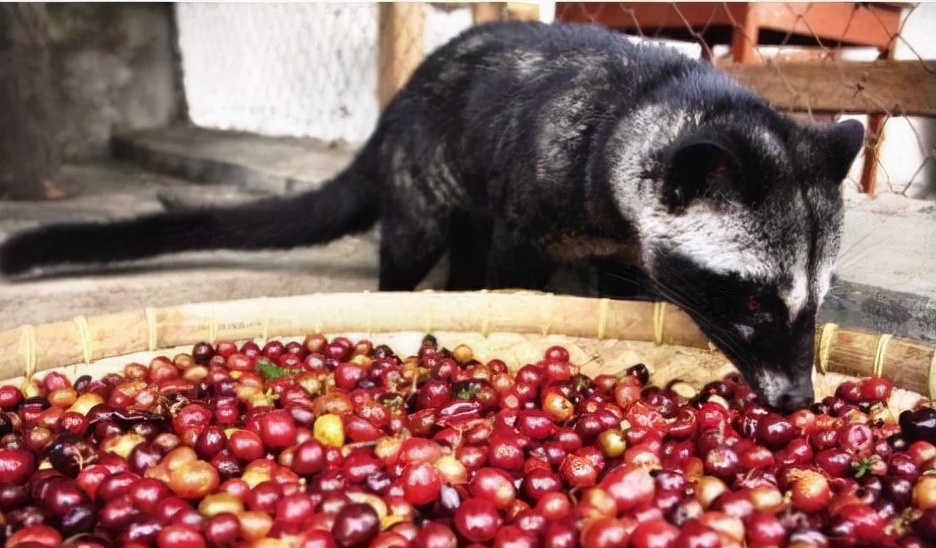 世界上最贵的挂耳咖啡,世界上第一贵的猫屎咖啡