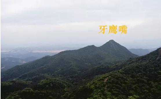 花县发现过老虎吗,花都哪里有野生老虎